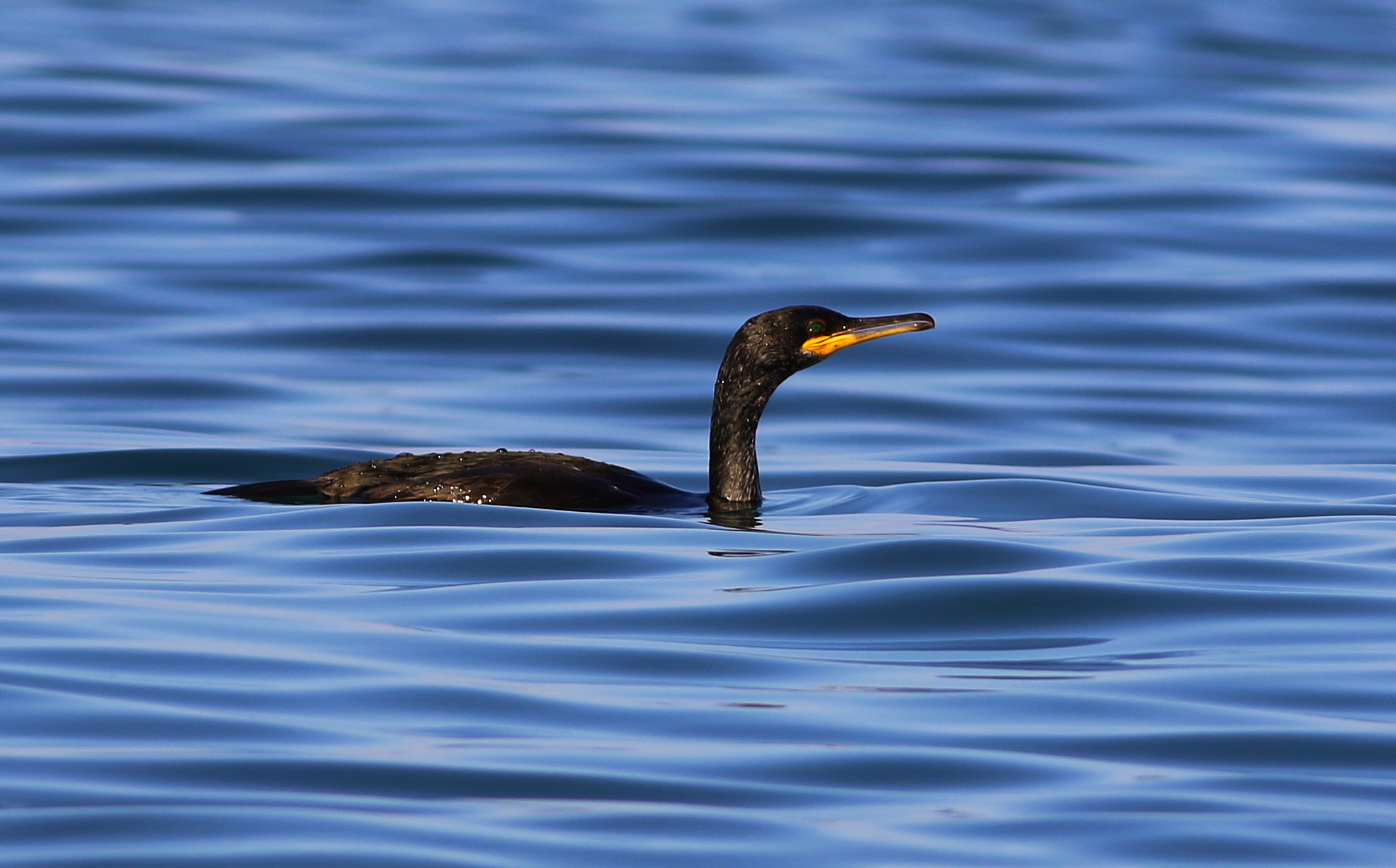 European Shag